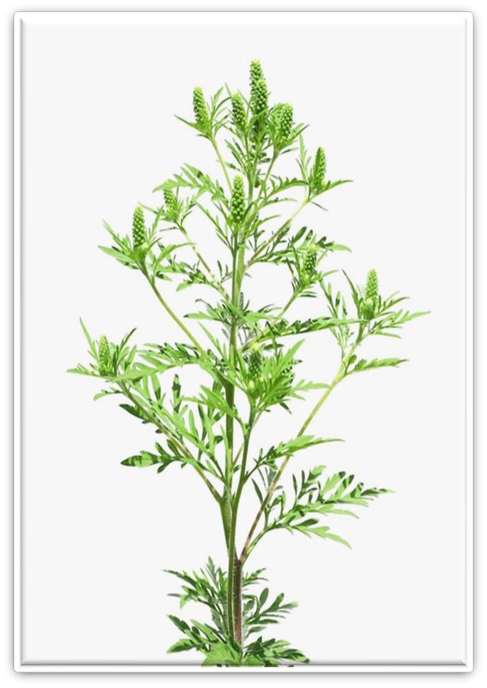 Informații privind combaterea ambroziei